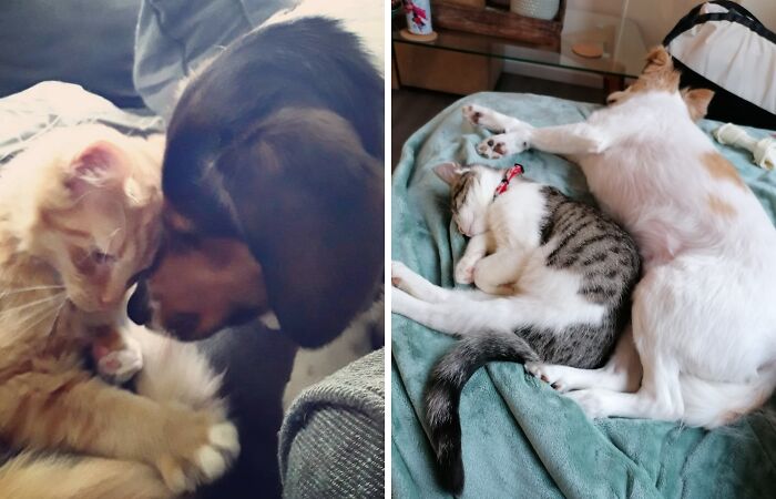 Hey Pandas, Post Pictures Proving Cats And Dogs Can Be Best Friends (Closed)