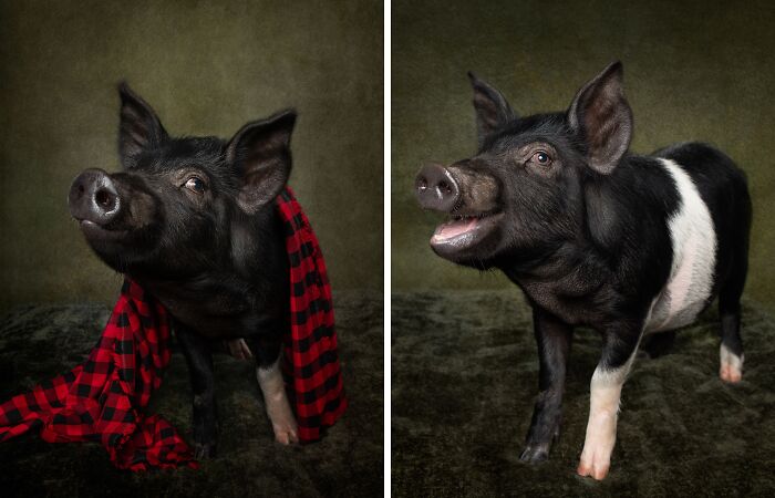 I Took Photos Of This Pig With A Huge Personality (10 Pics)