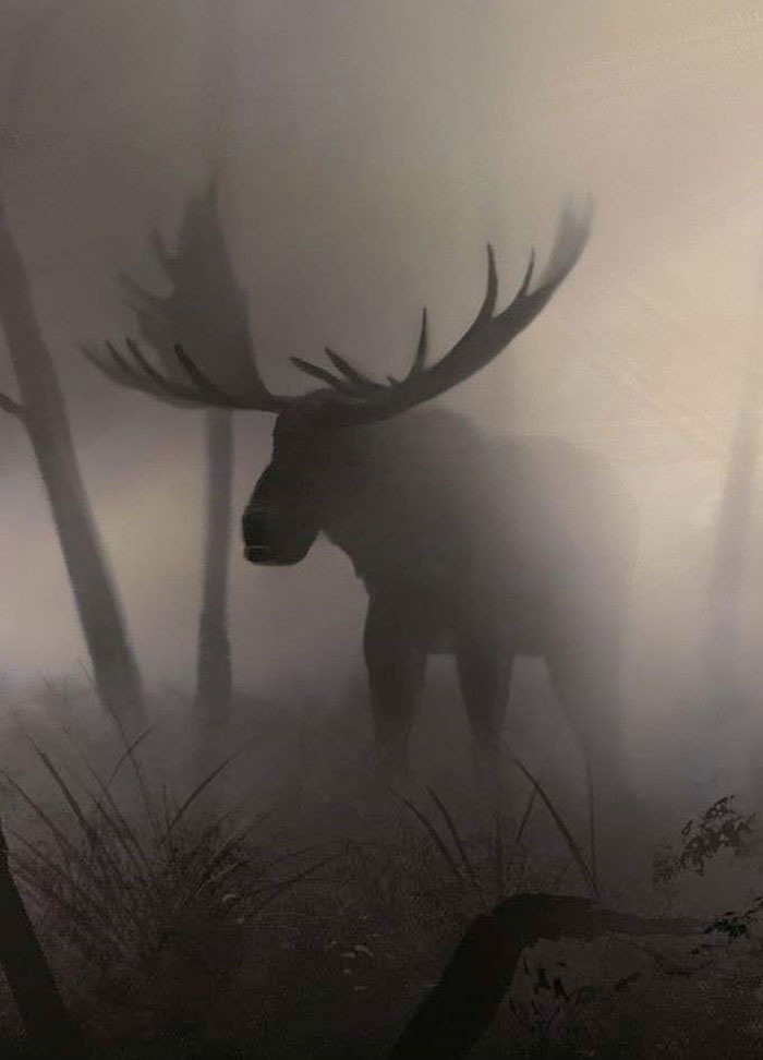 Moose In Fog