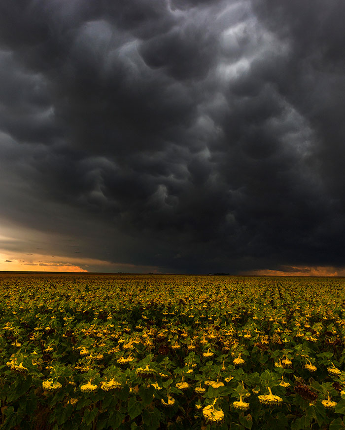Caught This Storm Above A Bowing Field Of Sunflowers