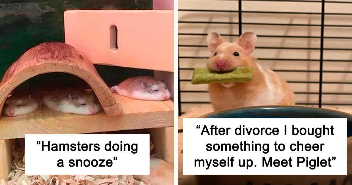 40 Of The Cutest Hamster Pics The Internet Has To Offer | Bored Panda