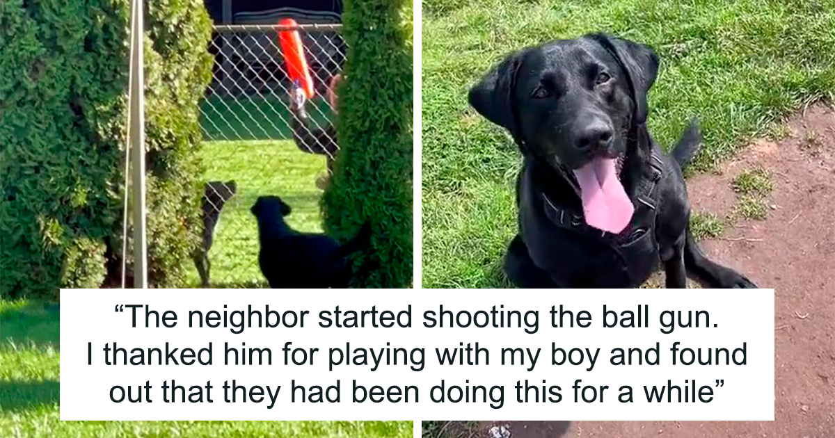 Neighbor Covertly Plays Fetch With Dog But Gets Caught By Owner Amid  Wholesome Act
