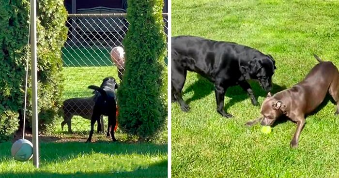 Neighbor Covertly Plays Fetch With Dog But Gets Caught By Owner Amid Wholesome Act