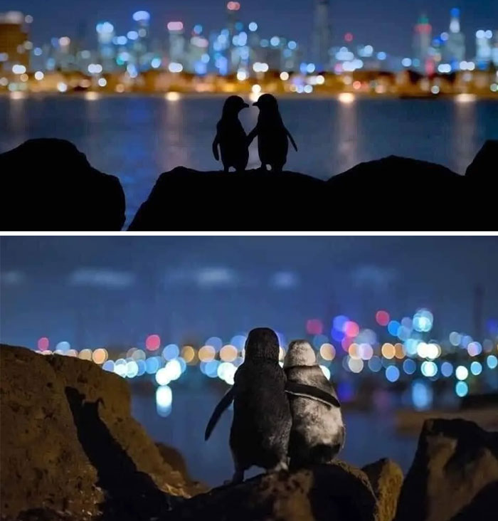 This Photo Won The 2020 Ocen Photography Awards. It's By Tobias Baumgaertner Who Photographer Two Widowed Penguins Who Would Come To Watch The Melbourne Skyline To Comfort Each Other
