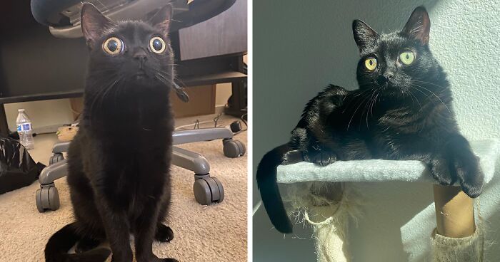 Black Cat With Huge Eyes And Paws Named Mayor Of Town Called Hell