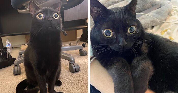 This Black Cat Named Jinx Got Declared Mayor Of A Town Called Hell