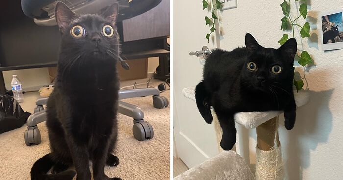 Black Cat With Huge Eyes And Paws Named Mayor Of Town Called Hell