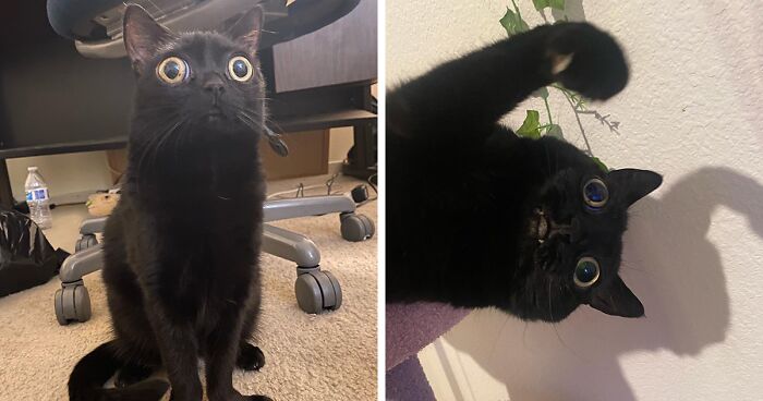 Meet Jinx, A Black Cat With Thousands Of Online Fans Who Was Officially Named Mayor Of A Town Called Hell For A Day