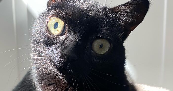 Black Cat With Huge Eyes And Paws Named Mayor Of Town Called Hell