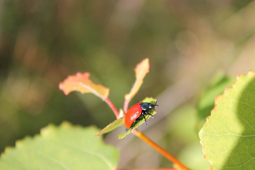 My Nature Photos From Finland (12 Pics)