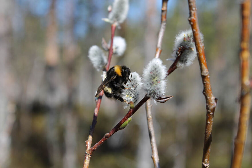 My Nature Photos From Finland (12 Pics)