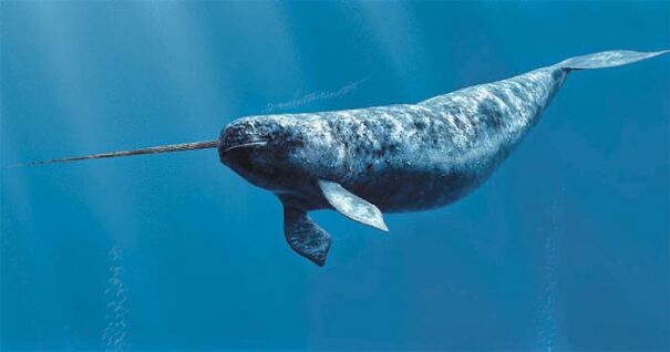 narwhal-under-the-sea-626351507ab46.jpg