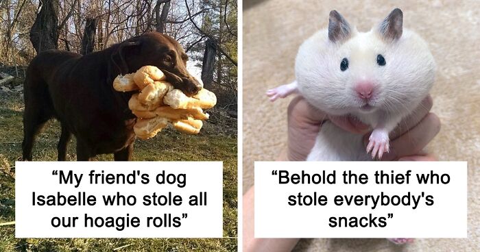 50 Hilarious Examples Of Pets Being Caught Red-Pawed When Stealing Food (New Pics)