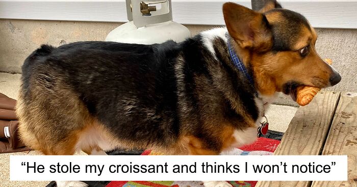 120 Times Sneaky Pets Were Caught Red-Pawed When Stealing Food (New Pics)