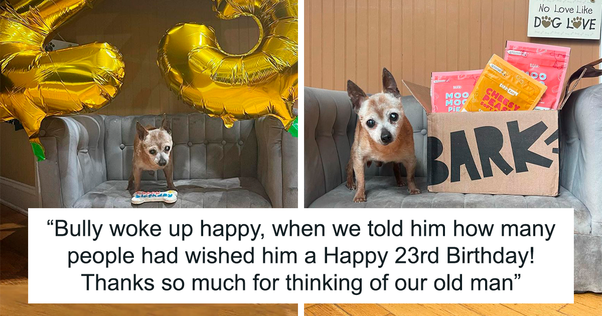 Happy store dogs 23rd