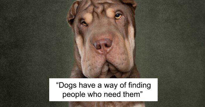 I Am A Pet Photographer And I Added Famous Quotes To My Dog Pictures (10 Pics)