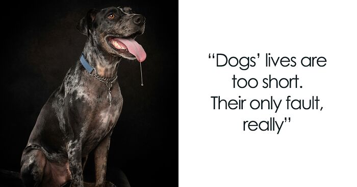 I Am A Pet Photographer And I Added Famous Quotes To My Dog Pictures (10 Pics)