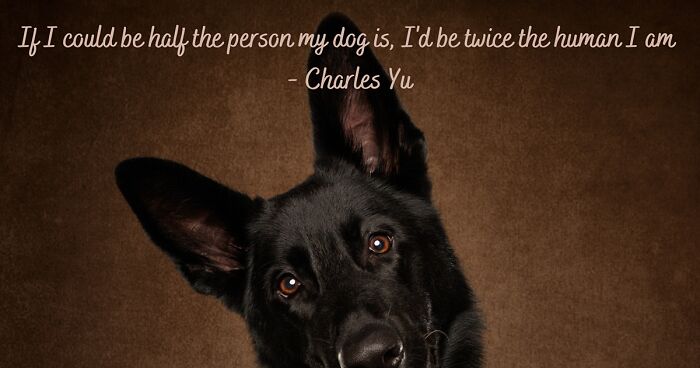 I Am A Pet Photographer And I Added Famous Quotes To My Dog Pictures (10 Pics)