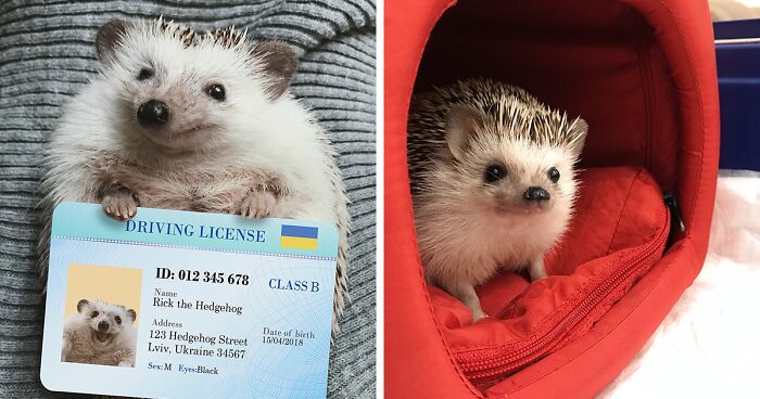 This Hedgehog Is The Most Cheerful Little Fellow Who Might Make You Smile (27 Pics)