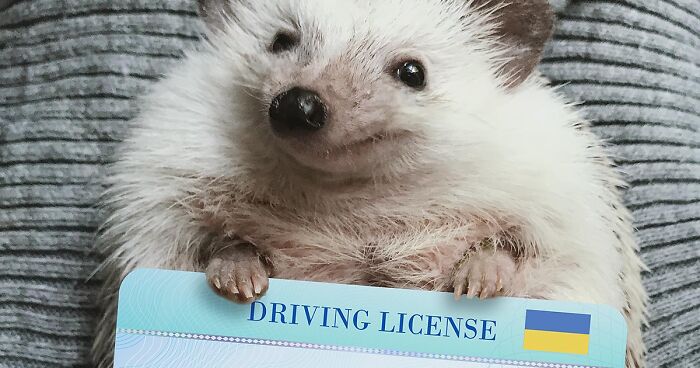 This Hedgehog Is The Most Cheerful Little Fellow Who Might Make You Smile (27 Pics)