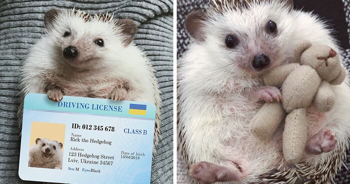 Meet Rick, The Hedgehog That Can Brighten The Mood Of People All Around The World (27 Pics)