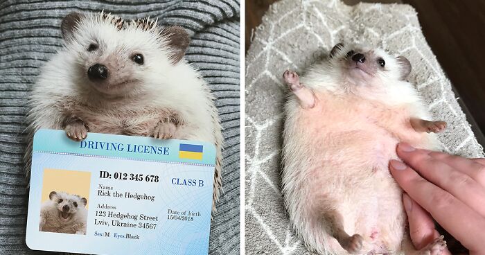 Meet Rick, The Hedgehog From Ukraine Who Is Always Smiling (27 Pics)