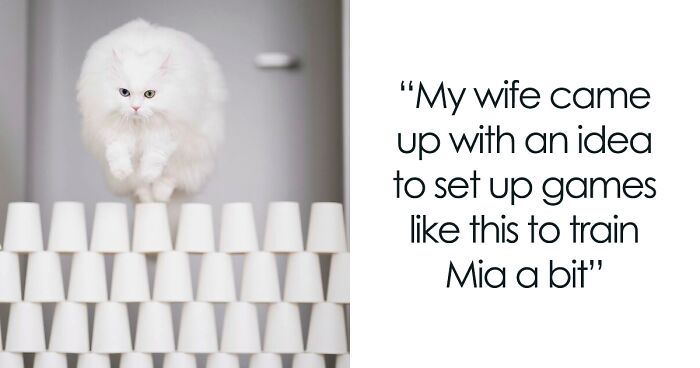 The Internet Is Falling In Love With Mia The Cat’s Challenge Videos