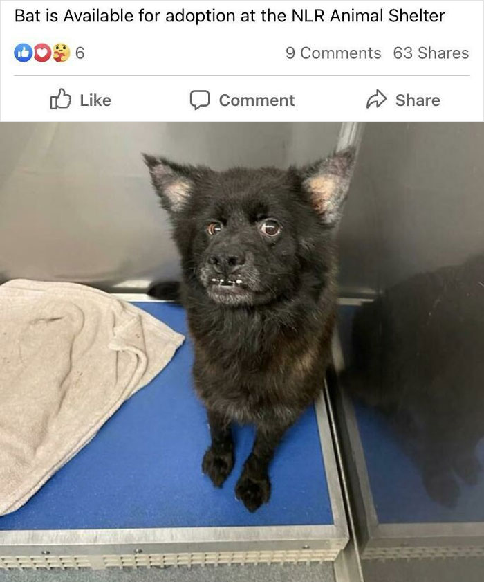 This Little Derp-Faced Cutie Is Up For Adoption In My Town. If I Didn’t Already Have Two Dogs, My Feet Would Have Wings On The Way To The Shelter. Meet Bat. A More Apt Name Does Not Exist