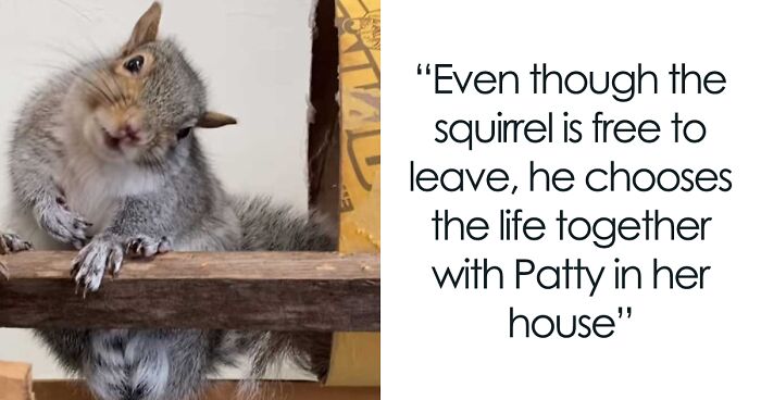 Meet Bunk, An Adorable Squirrel Who Wouldn't Leave After He Was Rescued By This Woman