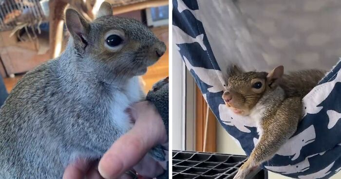 Wild Squirrel Decided To Stay Together With This Woman After It Was Rescued From Her Yard