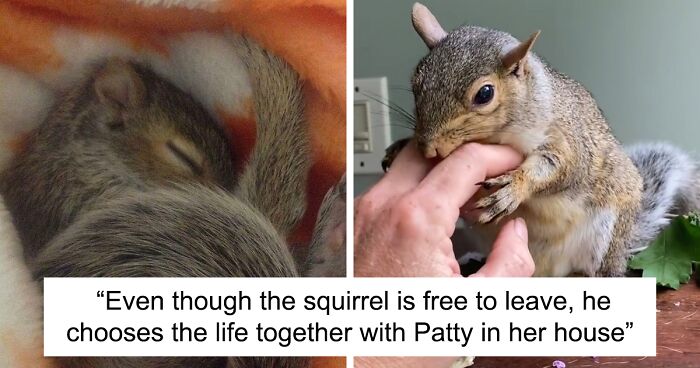 “Raised Wild Set Free, Keeps Coming Back To Me”: Baby Squirrel Wouldn't Leave After It Was Rescued By This Woman