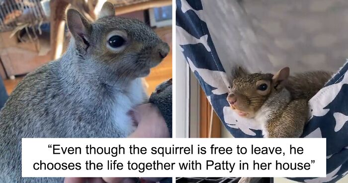 Woman Took A Baby Squirrel Into Her House Hoping To Release Him Eventually But The Squirrel Decided To Stay With Her