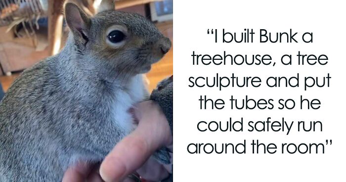 Woman Sheltered A Squirrel She Found In Her Garden Hoping To Release Him Eventually, The Squirrel Decided To Stay With Her