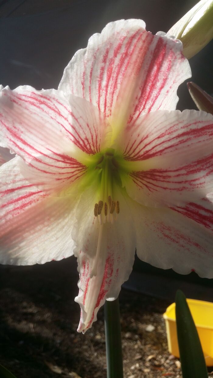 The Flower Of A Christmas Cactus My Mum Grows.