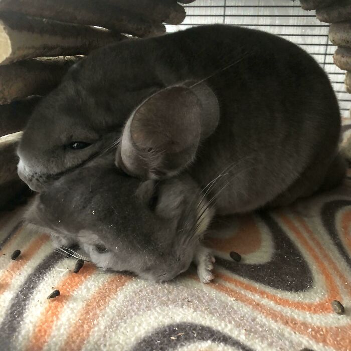 That One Chinchilla That Has No Concept Of Personal Space