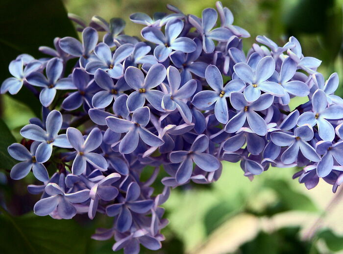 An Arc Of Lilacs In Reston, Virginia