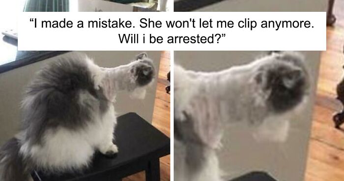 130 Times People Took Their Dogs To The Groomers And Had To Look Twice When They Got Back (New Pics)