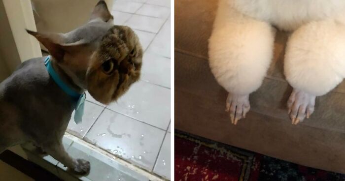 130 Times Animals Were Given Atrocious Haircuts