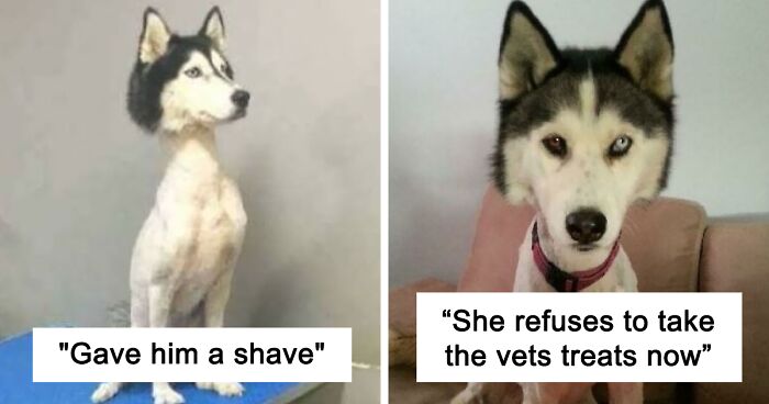 130 Times People Took Their Dogs To The Groomers And Almost Didn't Recognize Them When They Went Back (New Pics)