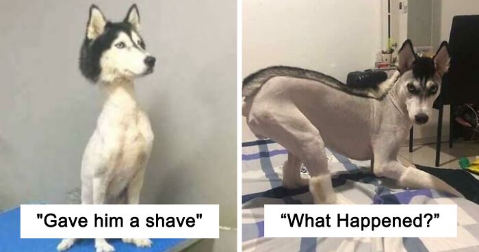 130 Times Animals Were Groomed So Terribly That Their Owners Should Have Asked For A Refund