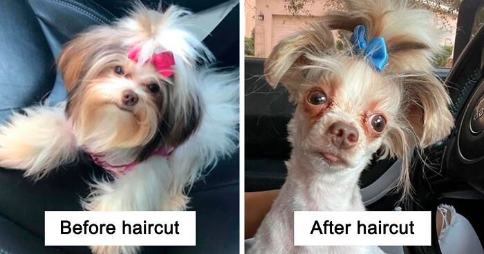 130 Times People Thought They Got The Wrong Dog After It Came Back From The Groomers (New Pics)