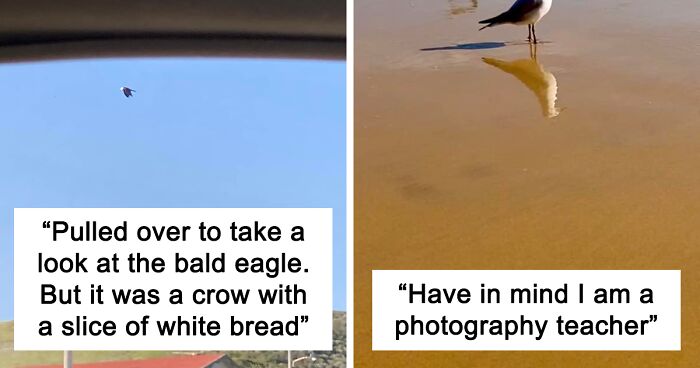 Facebook Group Collects Bad Bird Photography Along With Hilarious Captions And Here Are 62 Of The Worst Ones