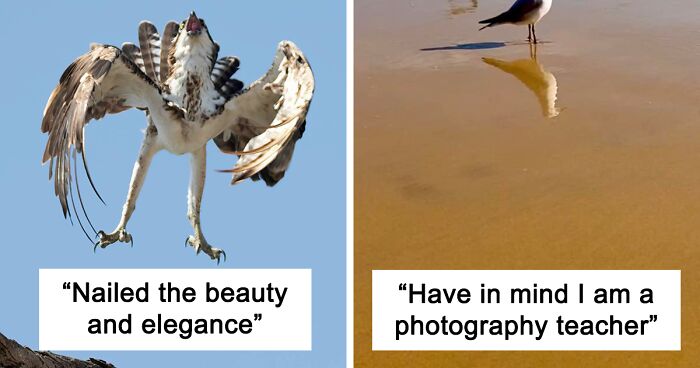 This Facebook Page Is Dedicated To The Lousiest Bird Photography On The Internet, Here's 62 Of The Worst