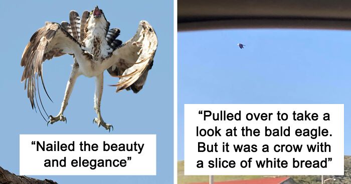 62 Hilariously Bad Bird Photos, As Shared On This Facebook Page