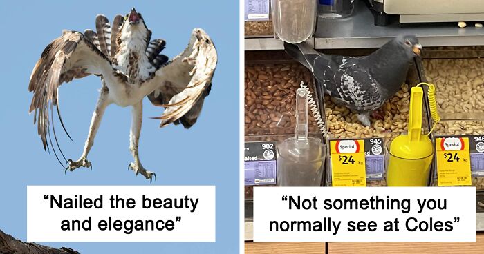 62 Times People Tried To Take A Snap Of A Bird But It Ended Up In This Facebook Group For The Worst Bird Photography