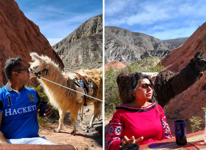 Missus Taking A Photo Of Me With A Llama vs. Me Taking A Photo Of Her. When The Llama's Rear Becomes Your New Hairstyle