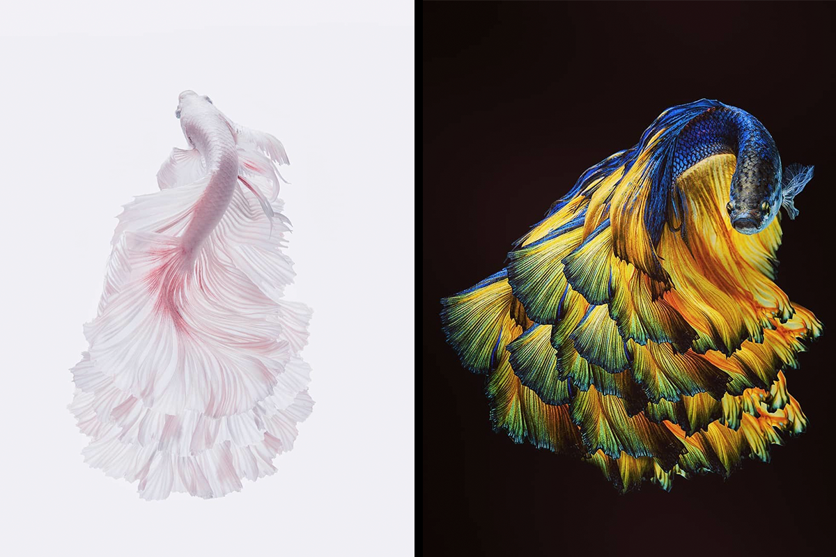 I Photographed Betta Fish In All Sorts Of Colors And Patterns (35
