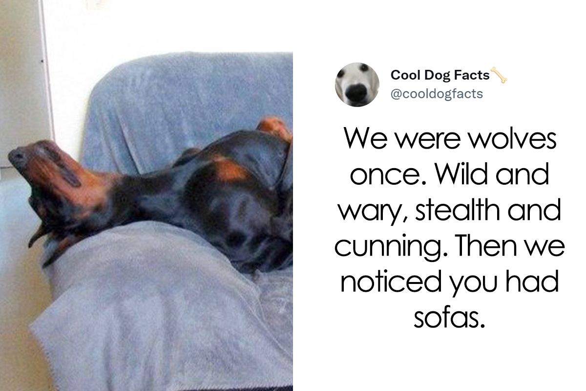 The 'This Is Fine' dog is back, and his creator wants to show he's more  than a meme