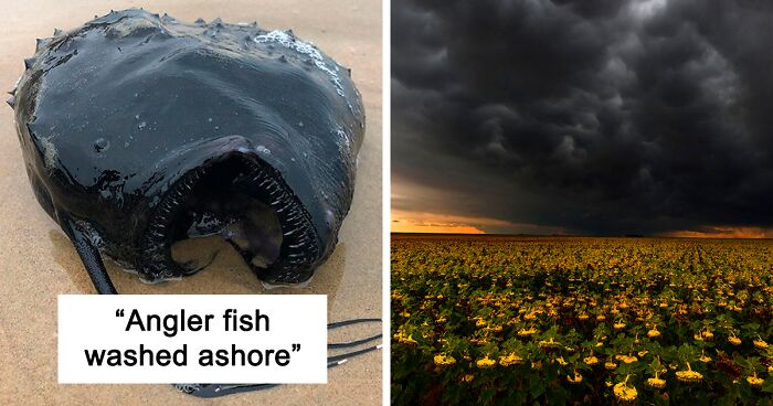 174 Terrifying Pics Of Nature That Might Make You Grateful You're Not An Animal (New Pics)