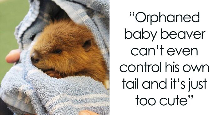 107 Photos Of Cute Beavers That Will Build Up Your Love For Them